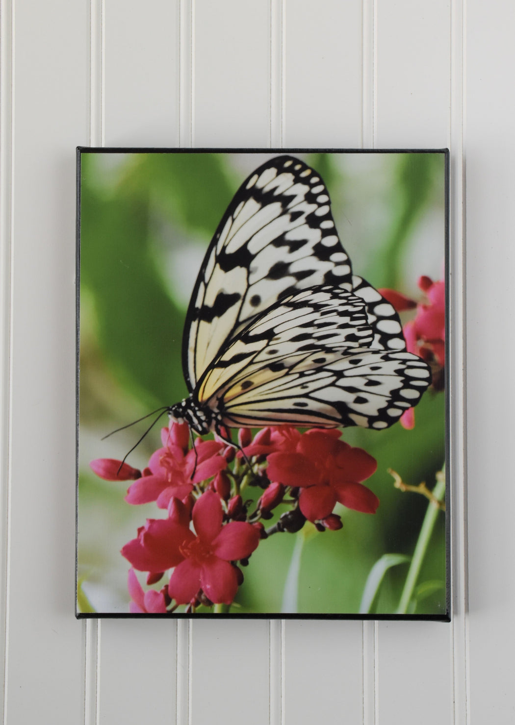 butterfly canvas photo