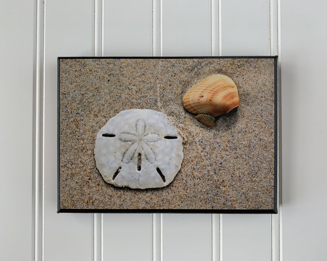 Sand Dollar Canvas Photo | Beach Decor | Beach Lover Gift