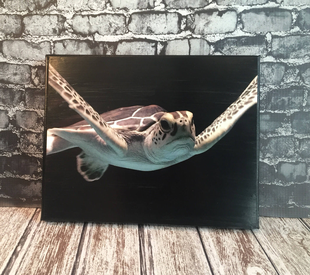 Sea Turtle Canvas Photo | Gift for Sea Turtle Lover