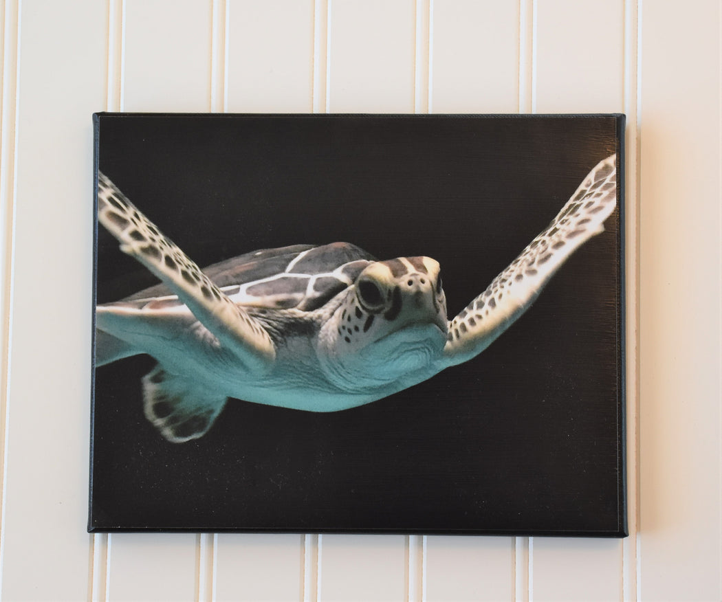 Sea Turtle Canvas Photo | Gift for Sea Turtle Lover