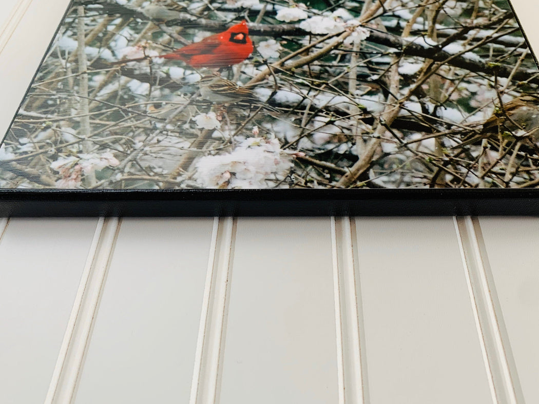 Spring Cardinal Canvas Photo | Bird Lover Gift
