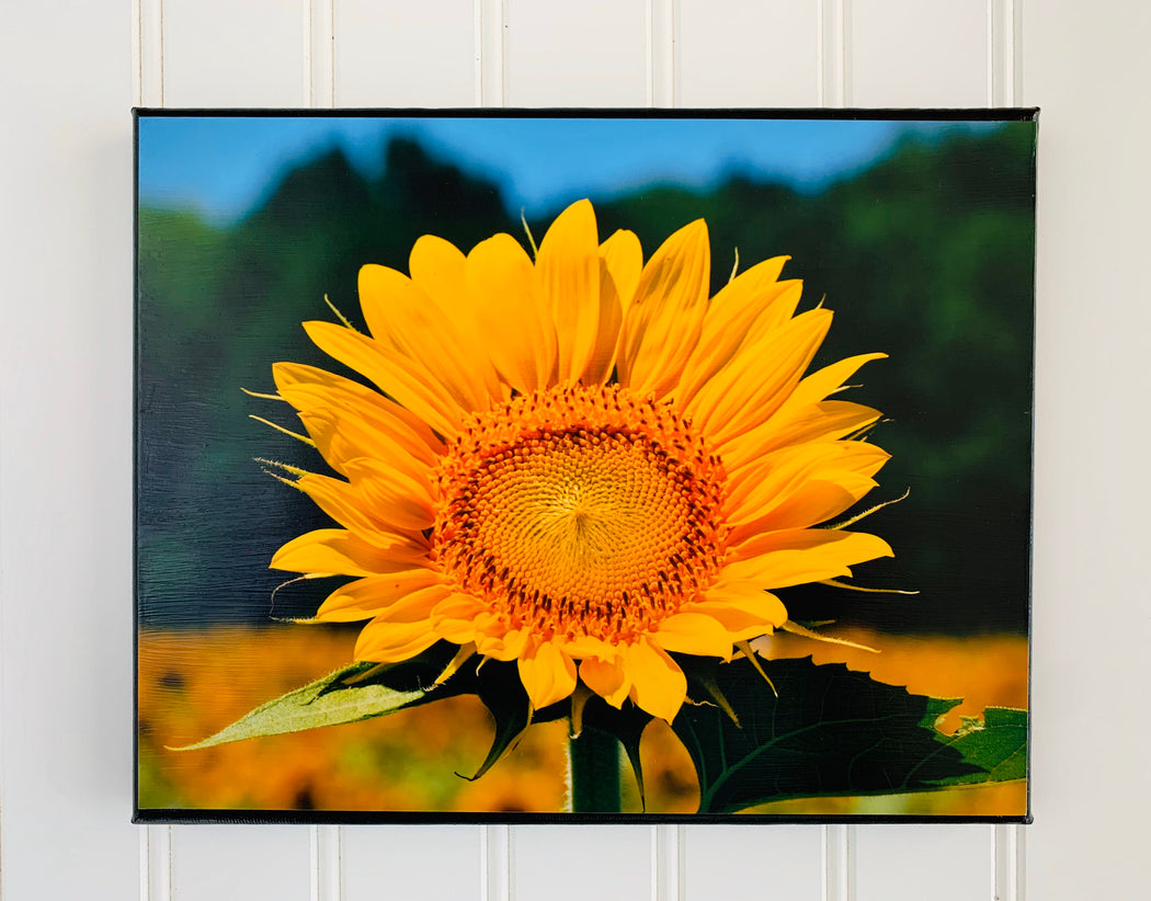 Sunflower Canvas Photo | Nature Lover Gift | Housewarming Gift,