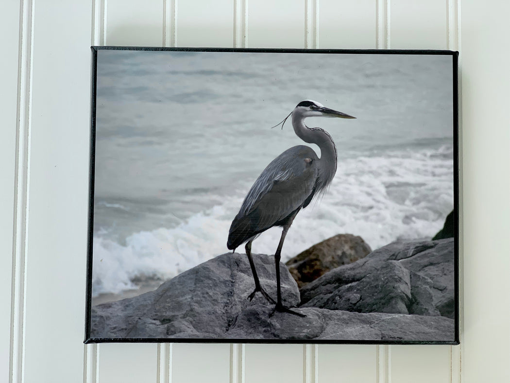 heron photo in Florida