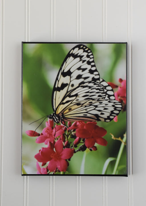 butterfly canvas photo