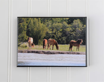 wild horses on beach