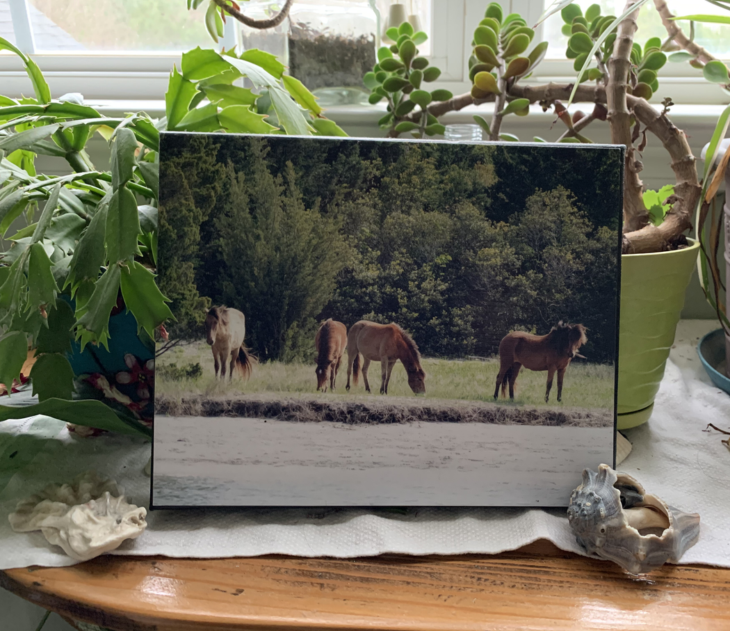 Wild Horses Canvas Print | Horse Lover Gift