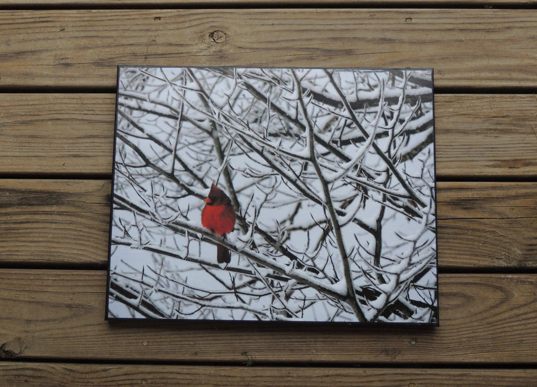 Winter Cardinal Canvas Photo | Bird Lovers Gift
