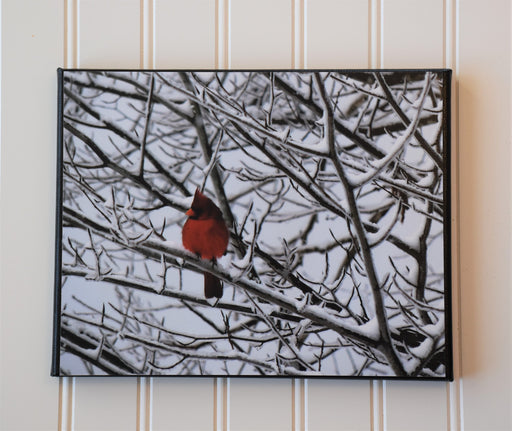 Winter Cardinal Canvas Photo | Bird Lovers Gift