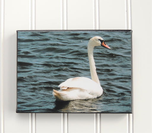 White Swan Canvas Photo | Bird Lover Gift