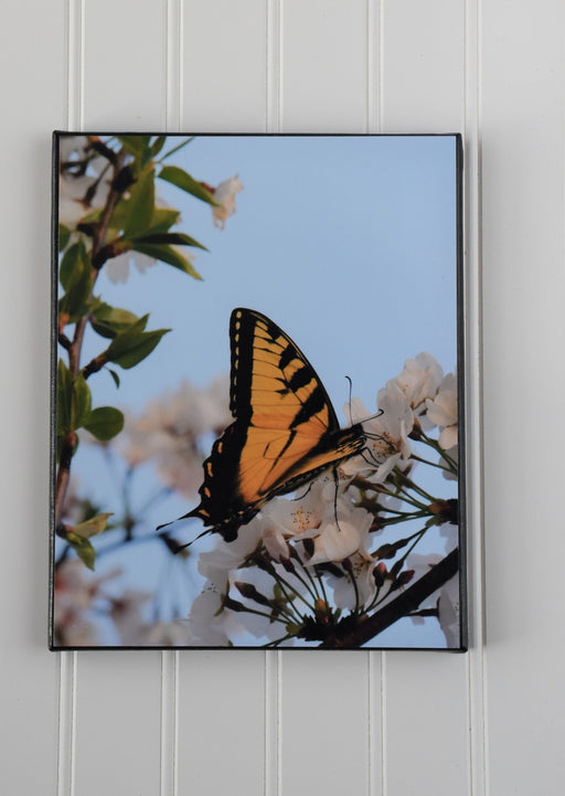 yellow butterfly canvas photo