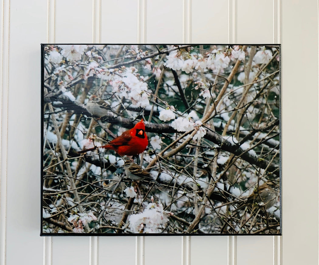 Spring Cardinal Canvas Photo | Bird Lover Gift