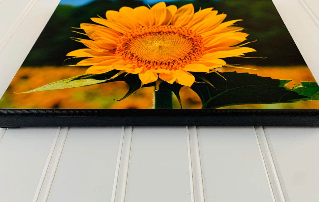 Sunflower Canvas Photo | Nature Lover Gift | Housewarming Gift,