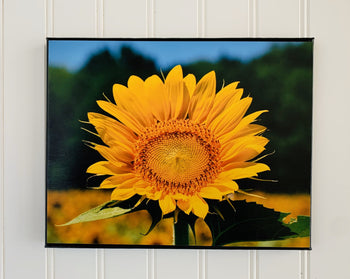 sunflower canvas photo