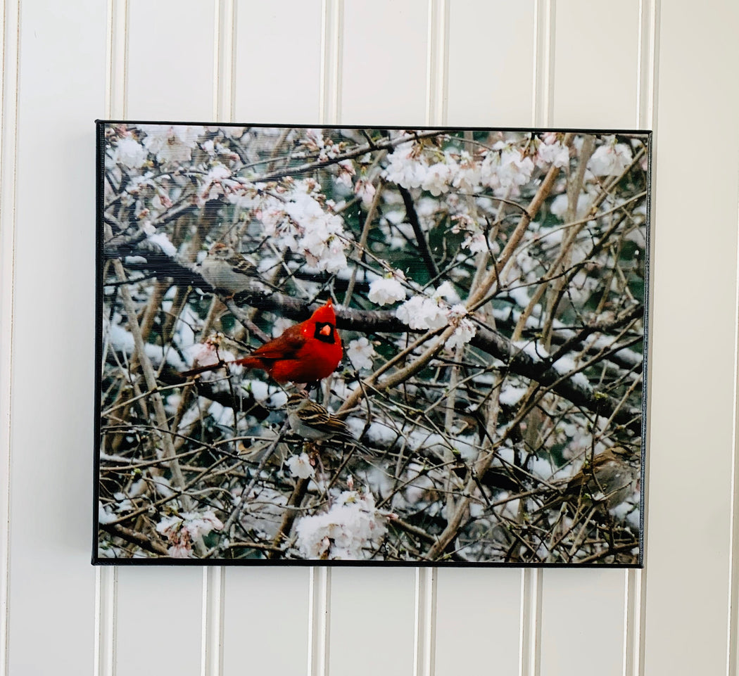 Spring Cardinal Canvas Photo | Bird Lover Gift