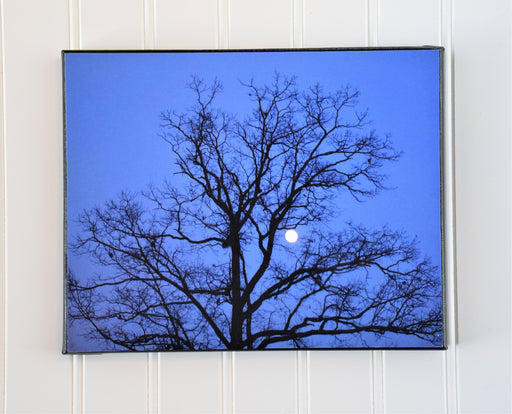 Tree Silhouette with Moon Canvas Photo | Gardener Gift